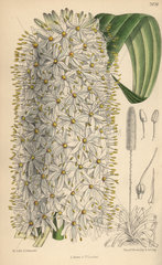 Eremurus himalaicus  white foxtail lily from the Himalayas