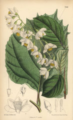 Styrax obassia  native of Japan and Korea.