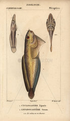 Snailfish and clingfish