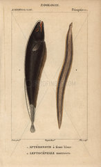 Black ghost and conger eel