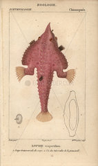 Monkfish  Lophius americanus  Lophie vespertilion.