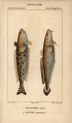 Striped weever and ling fish