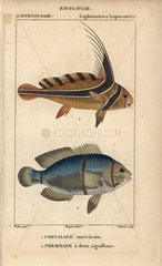Jack-knifefish and spinecheek anemonefish