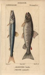 Argentine and trout