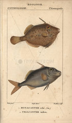 Seagrass filefish and triacanthe