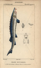 Sea sturgeon  Acipenser sturio