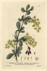Common barberry  Berberis vulgaris