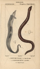 Largehead hairtail and zebra moray eel