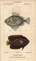 John dory and emperor angelfish