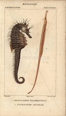Seahorse and greater pipefish
