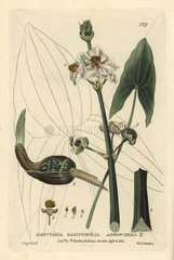 Arrow-head  Sagittaria sagittifolia