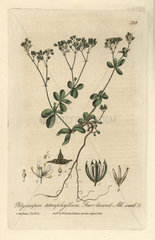 Four leaved all-seed  Polycarpon tetraphyllum