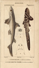 Spiny dogfish and catshark