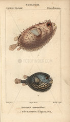 Porcupine fish and pufferfish