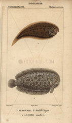 Tonguefish and marbled sole