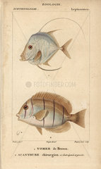Caribbean moonfish and doctorfish