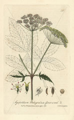 Gout-weed  Agopodium podagraria