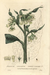 Common comfrey  Symphytum officinalis