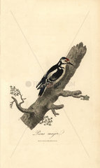 Greater spotted woodpecker  Picus major