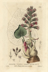 Common butterbur  Petasites vulgaris