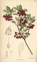 Enkianthus campanulatus  native of Japan