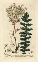 Common dropwort  Spiraea filipendula