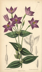 Chironia peduncularis  purple flower native to South Africa