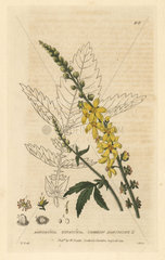 Common agrimony  Agrimonia eupatoria