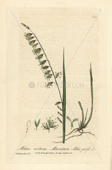 Mountain melic grass  Melica nutans