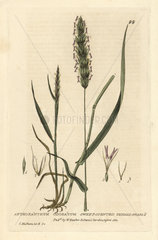 Sweet-scented vernal grass  Anthoxanthum odoratum