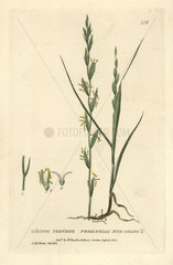 Perennial rye grass  Lolium perenne