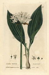 Ransoms  Allium ursinum