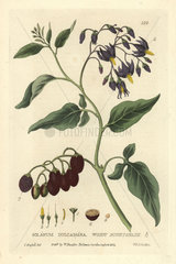 Woody nightshade  Solanum dulcamara