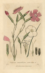 Clove pink carnation  Dianthus cariophyllus