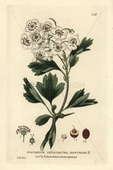 Hawthorn  Crataegus oxyacantha