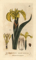 Yellow water iris  Iris pseudo-acorus