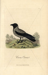 Hooded crow  Corvus cornix