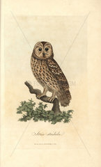 Tawny owl  Strix stridula