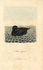 Scoter  black diver  Anas nigra  Melanitta nigra