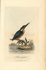 Common kingfisher  Alcedo ispida