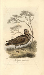 Woodcock  Scolopax rusticola