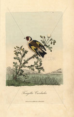 Goldfinch  Fringilla carduelis  Carduelis Carduelis