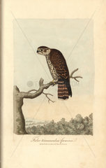 Kestrel  Falco tinnunculus (female)