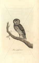 Little owl  Strix passerina  Athene noctua