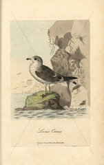 Seagull  common gull  Larus canus