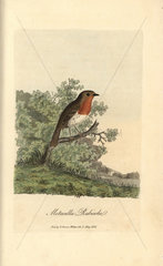 European robin  Erithacus rubecola
