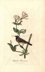 Redstart  Motacilla Phoenicurus  Phoenicurus phoenicurus