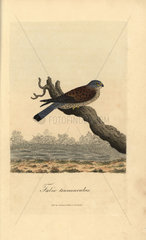 Kestrel  Falco tinnunculus