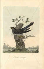 Cuckoo  Cuculus canorus