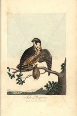 Peregrine falcon  Falco peregrinus